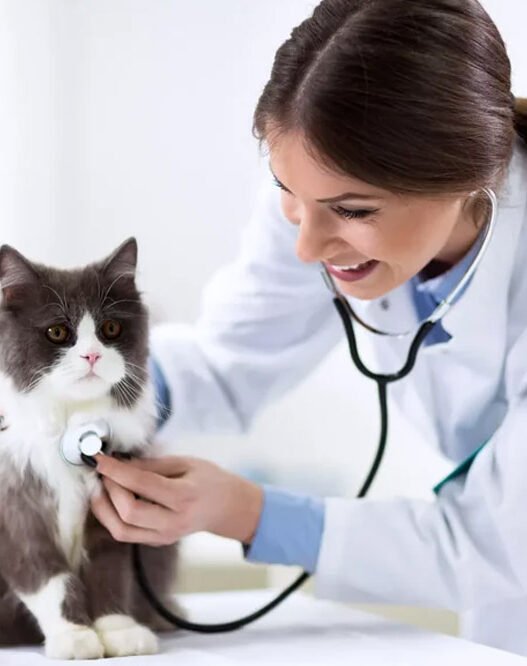 4 benefits of choosing a full service veterinary hospital