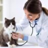 4 benefits of choosing a full service veterinary hospital
