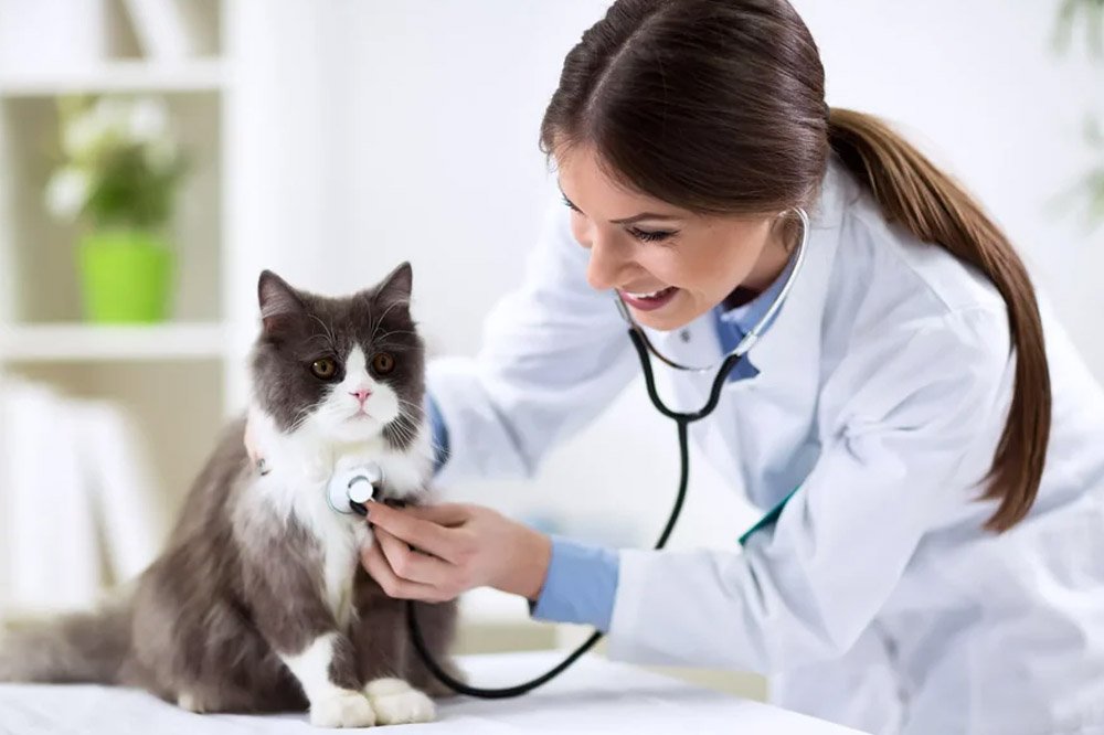 4 benefits of choosing a full service veterinary hospital