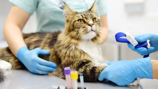 how veterinary hospitals support chronic condition management in pets