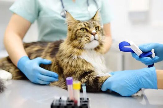how veterinary hospitals support chronic condition management in pets