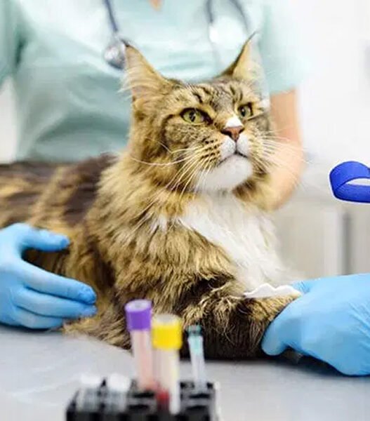 how veterinary hospitals support chronic condition management in pets