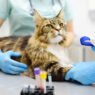 how veterinary hospitals support chronic condition management in pets