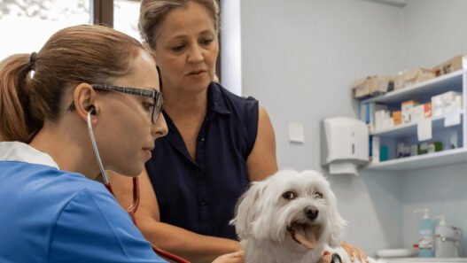 the role of animal hospitals in managing senior pet care