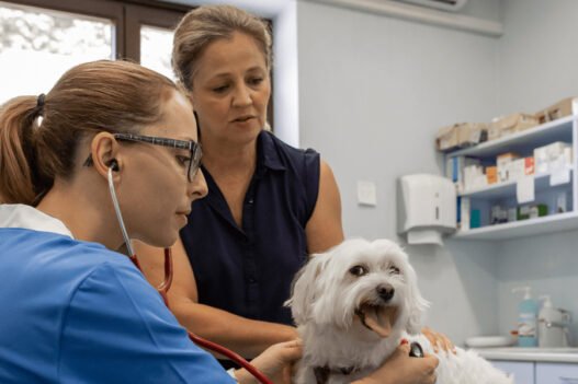 the role of animal hospitals in managing senior pet care