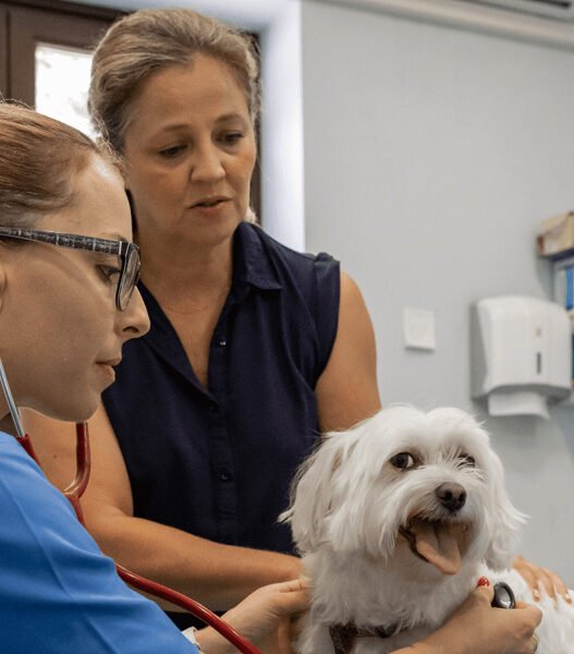 the role of animal hospitals in managing senior pet care