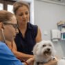 the role of animal hospitals in managing senior pet care