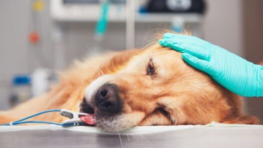 the role of veterinary anesthesiology in safe procedures