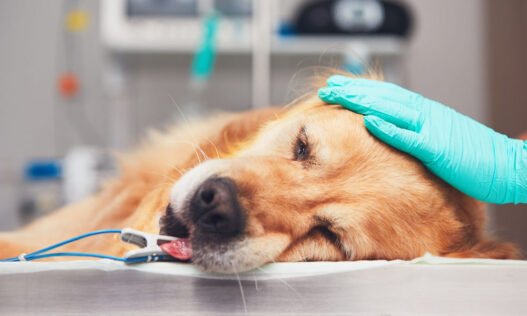 the role of veterinary anesthesiology in safe procedures