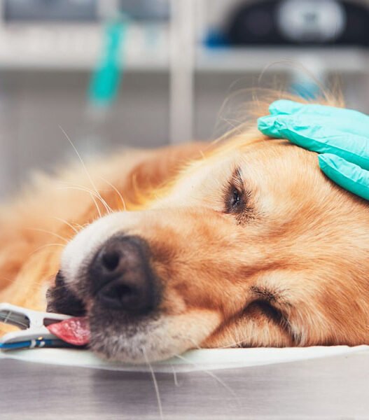 the role of veterinary anesthesiology in safe procedures