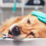 the role of veterinary anesthesiology in safe procedures