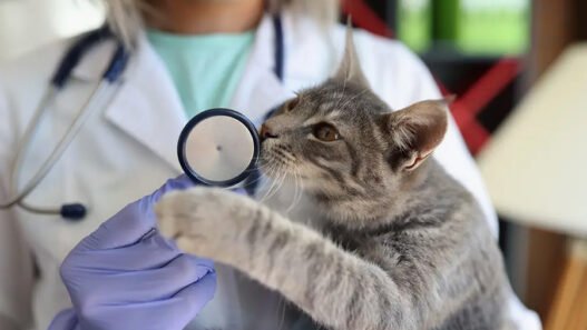 why fear free practices are expanding in veterinary clinics
