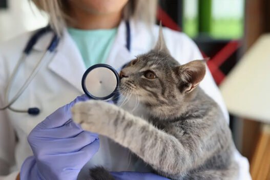 why fear free practices are expanding in veterinary clinics