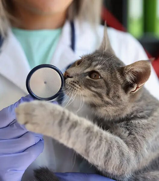 why fear free practices are expanding in veterinary clinics