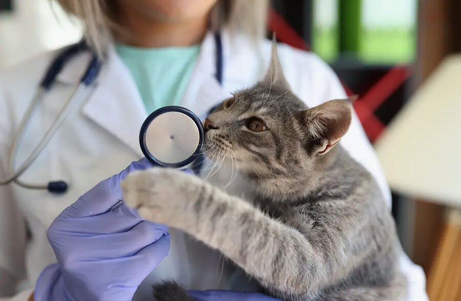 why fear free practices are expanding in veterinary clinics