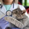 why fear free practices are expanding in veterinary clinics