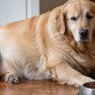 why sudden weight gain in your pet can matter as much as weight loss