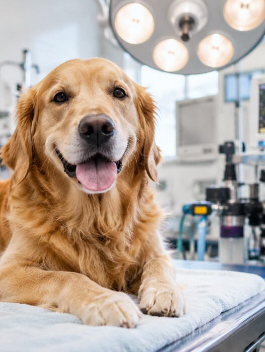 5 benefits of advanced surgical services in animal hospitals
