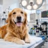 5 benefits of advanced surgical services in animal hospitals