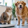 how general vets monitor weight and obesity in pets
