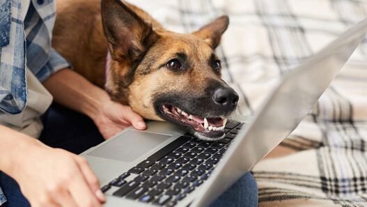 why animal hospitals are expanding telemedicine services