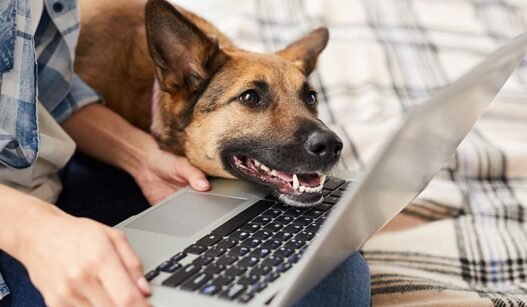 why animal hospitals are expanding telemedicine services