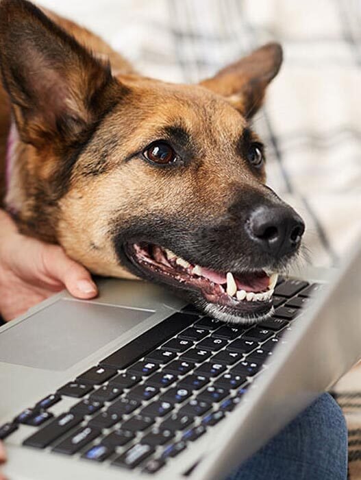 why animal hospitals are expanding telemedicine services