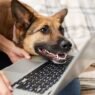 why animal hospitals are expanding telemedicine services