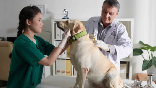 5 questions to ask about your pets nursing care priorities
