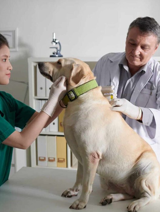 5 questions to ask about your pets nursing care priorities