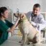 5 questions to ask about your pets nursing care priorities
