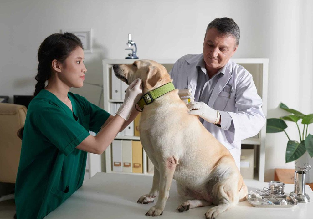 5 questions to ask about your pets nursing care priorities