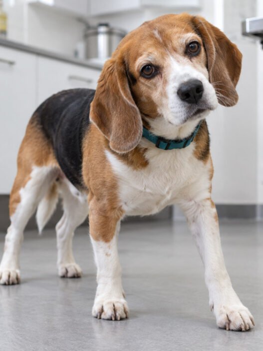 how vets assess balance problems and unsteady walking