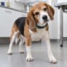 how vets assess balance problems and unsteady walking