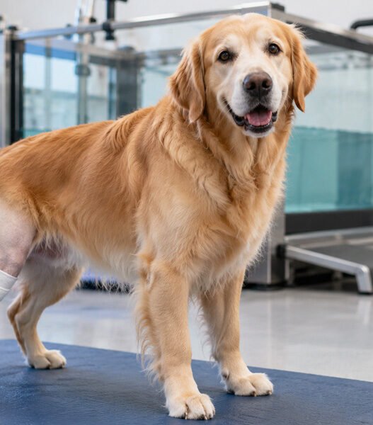 why animal hospitals are crucial in post surgery rehabilitation