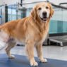 why animal hospitals are crucial in post surgery rehabilitation